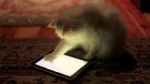 aplicativos ipad android para gatos, apps for cats, tablets para gatos, purina app cats gatos, jogos para gatos ipad, geek games for cats, gato geek